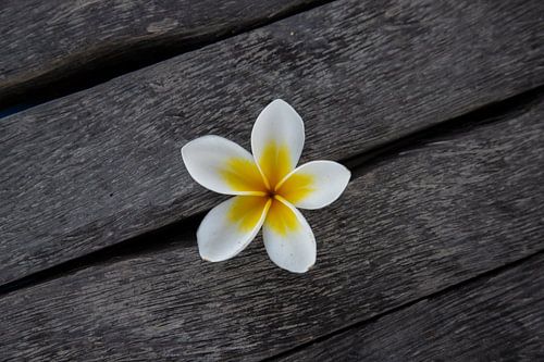 Die Frangipani Blüte oder Pumeria Blüte, auf einem Holzboden von Fotos by Jan Wehnert
