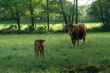 Zorgzame limousin moeder van Herman Peters