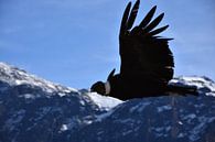 Condor in de Andes. van Zarina Buckert thumbnail