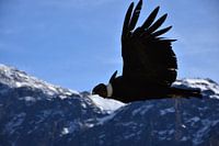 Condor in de Andes.