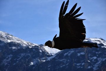 Condor in the Andes. by Zarina Buckert