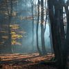 Shimmering Grove von Daniel Laan