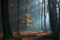 Shimmering Grove