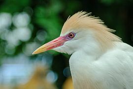 (Kuh-)Reiher von Ron Jobing