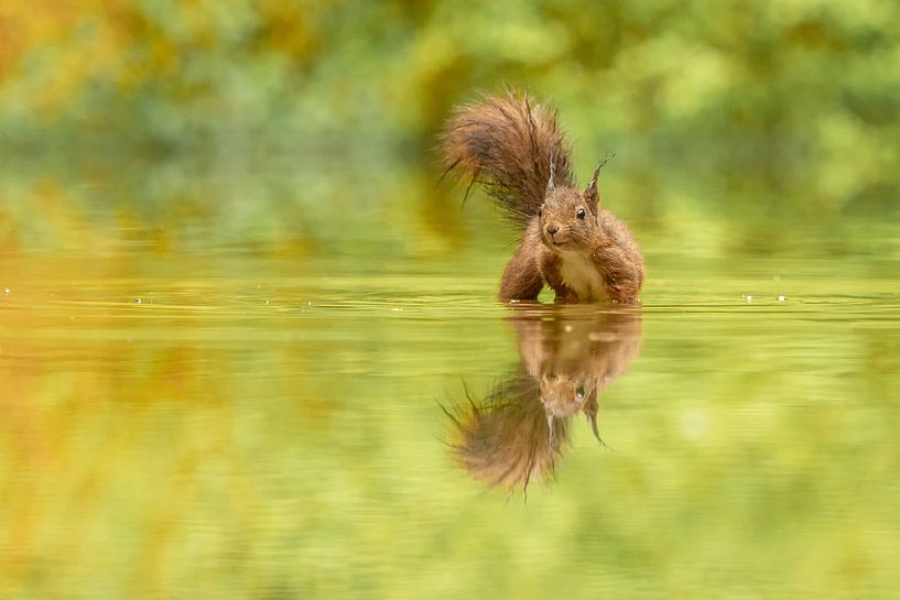 Écureuil dans l'eau par Gonnie van de Schans