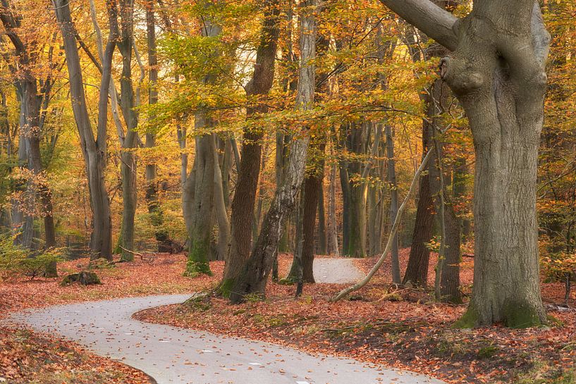 Winding cycle path through the Speulderbos by Cor de Hamer