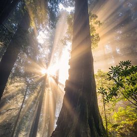 Magie in het Redwoods bos van Edwin Mooijaart