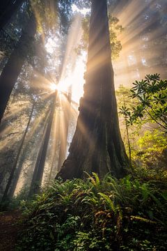 Magic in the Redwoods forest by Edwin Mooijaart