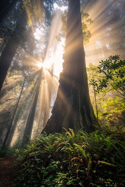 Magie in het Redwoods bos van Edwin Mooijaart
