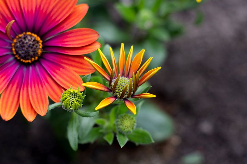 Fleur colorée - marguerite espagnole colorée, gros plan par Femke Steigstra