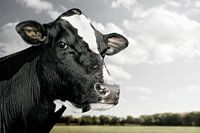 Landscape with cow