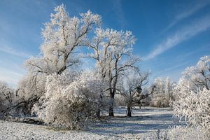 Verschneite Elbauenlandschaft im Winter