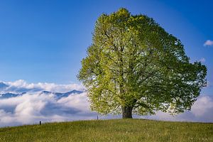 Tilleul au printemps sur Walter G. Allgöwer