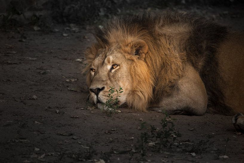 A powerful male lion is resting in the twilight, close-up. by Michael Semenov