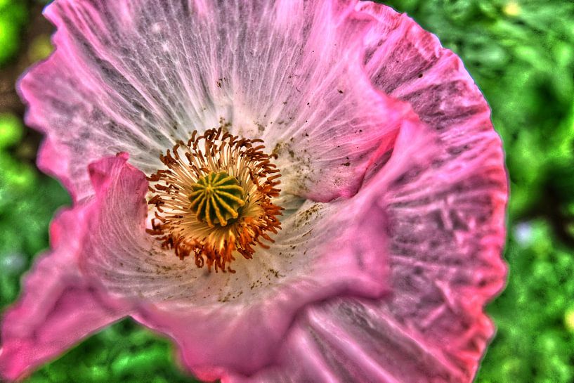 Naturkunst par Edgar Schermaul