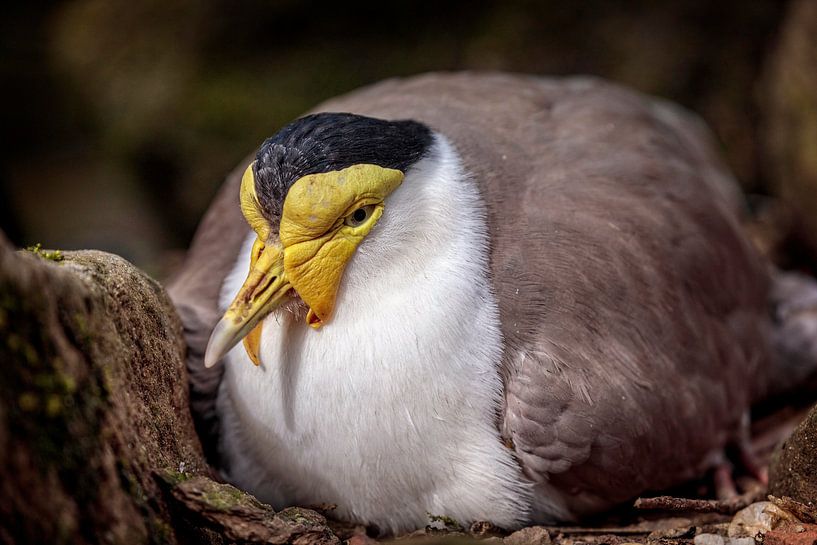 Maskerkievit van Rob Boon