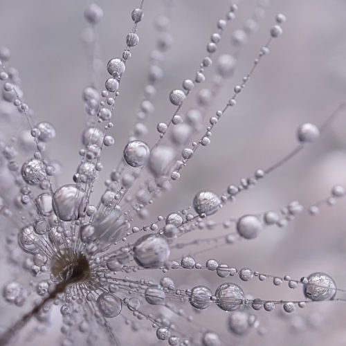 Vierkantje met druppeltjes aan een paardenbloempluisje
