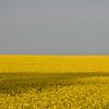 Yellow Field With Bird von Lena Weisbek