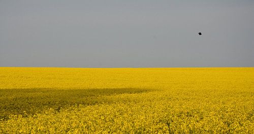 Yellow Field With Bird