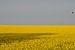 Yellow Field With Bird von Lena Weisbek