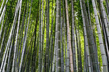 Bamboebos in Arashiyama, Japan van Marcel Alsemgeest