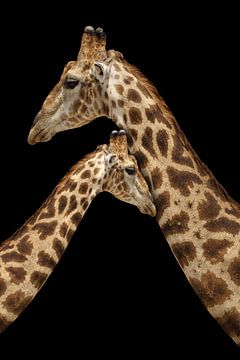 Girafe sur Wianda Bakker