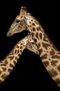 Afrikaanse giraffe van Wianda Bakker thumbnail