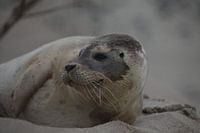 Zieke Zeehond