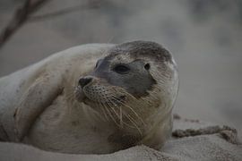 Zieke Zeehond by R Driessen