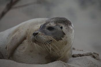 Zieke Zeehond