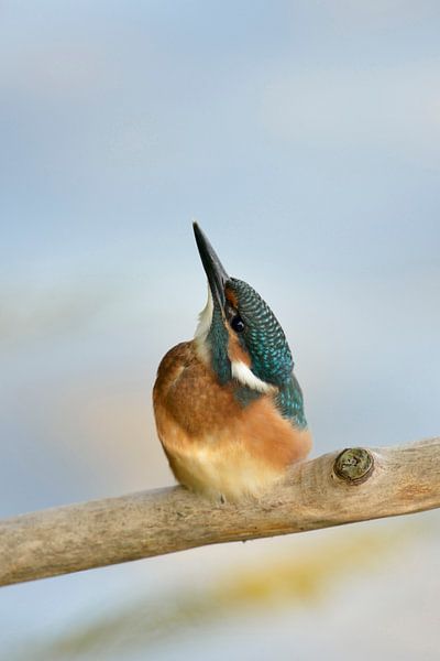 Eisvogel  ( Alcedo atthis ) schaut hoch zum Himmel, leicht strukturierter heller Hintergrund, wildli von wunderbare Erde