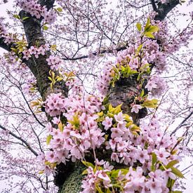 blossom tree by Martijn Tilroe