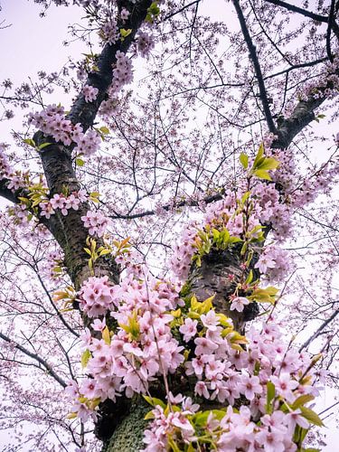 Blütenbaum von Martijn Tilroe