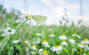 Veined white on flower sur Danny Slijfer Natuurfotografie