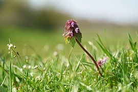 Blühende Taubnessel, Lamium purpureum