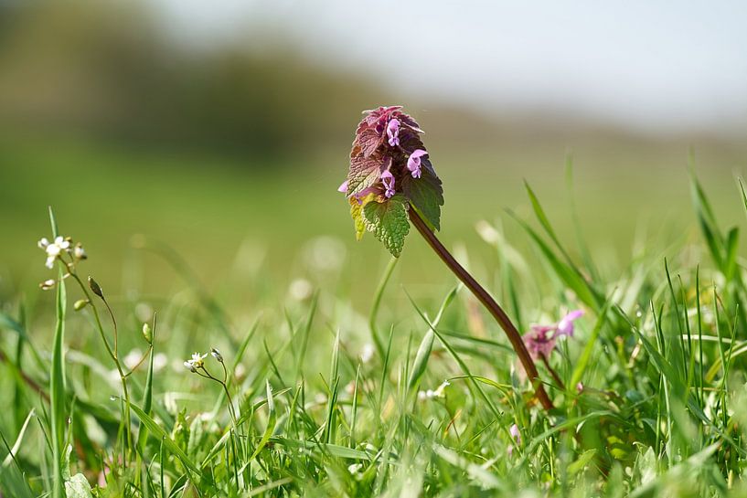 Blühende Taubnessel, Lamium purpureum von Heiko Kueverling