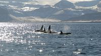 Pod of killer whales surfacing 