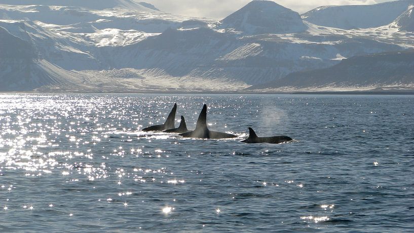 Pod of killer whales surfacing  by Marjoleine Roos
