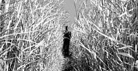 Wandelen door het hoge riet.