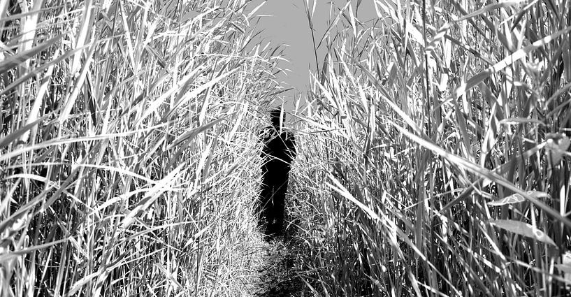 Wandelen door het hoge riet. van Frank de Ridder