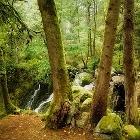 Forest of Cascades by Ellen Borggreve