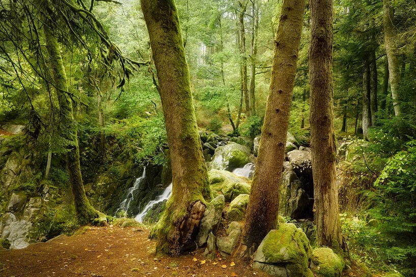 Forest of Cascades by Ellen Borggreve