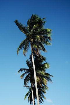 Palm Paradise by Walljar