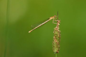 Weibchen der Blauen Federlibelle von Karin Jähne