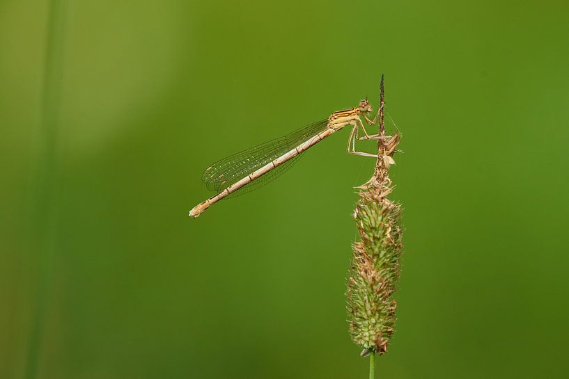 Female blue damselfly by Karin Jähne