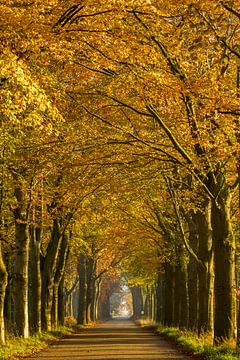 Herbstlicher Spaziergang von Marian Schepens