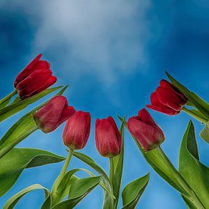 tulpen in de zon. van Klaartje Majoor