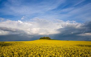 Rapsfeld, Eifel, Rheinland-Pfalz, Deutschland