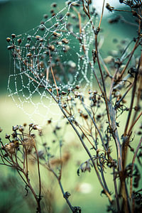 Artistiek Spinnenweb met dauwdruppels tijdens de herfst