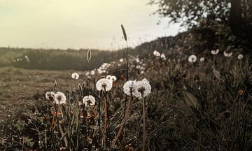 paardenbloemen van Jolien Visser